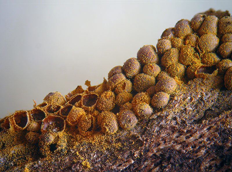 Perichaena corticalis